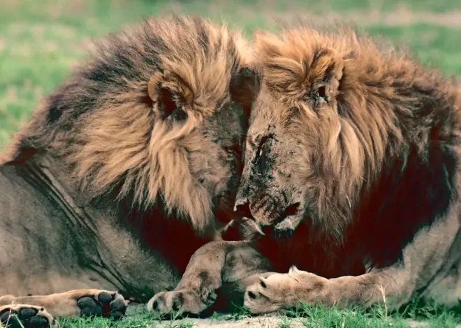 We’ve Been Thinking About Animal Sexuality All Wrong