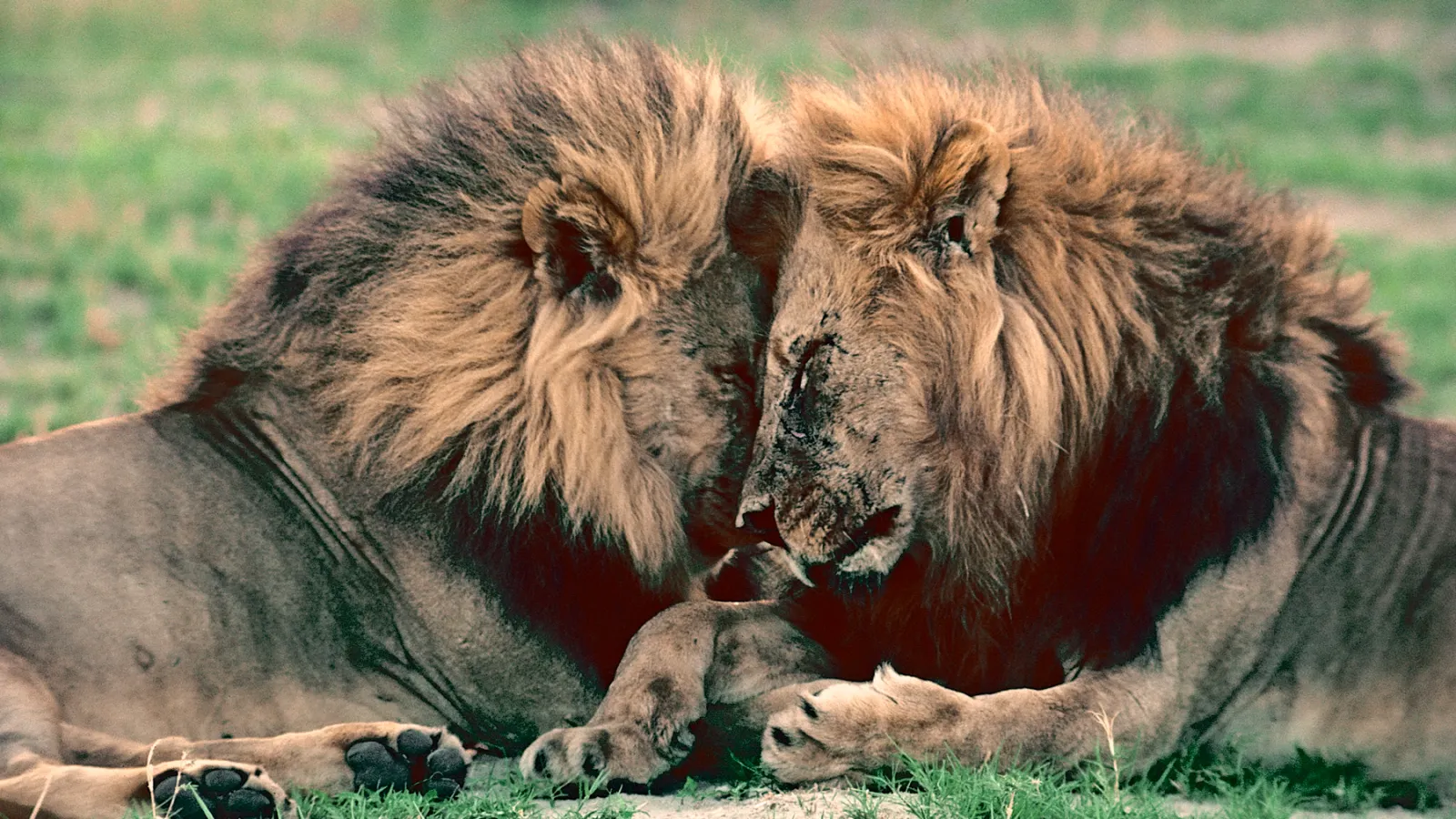 We’ve Been Thinking About Animal Sexuality All Wrong