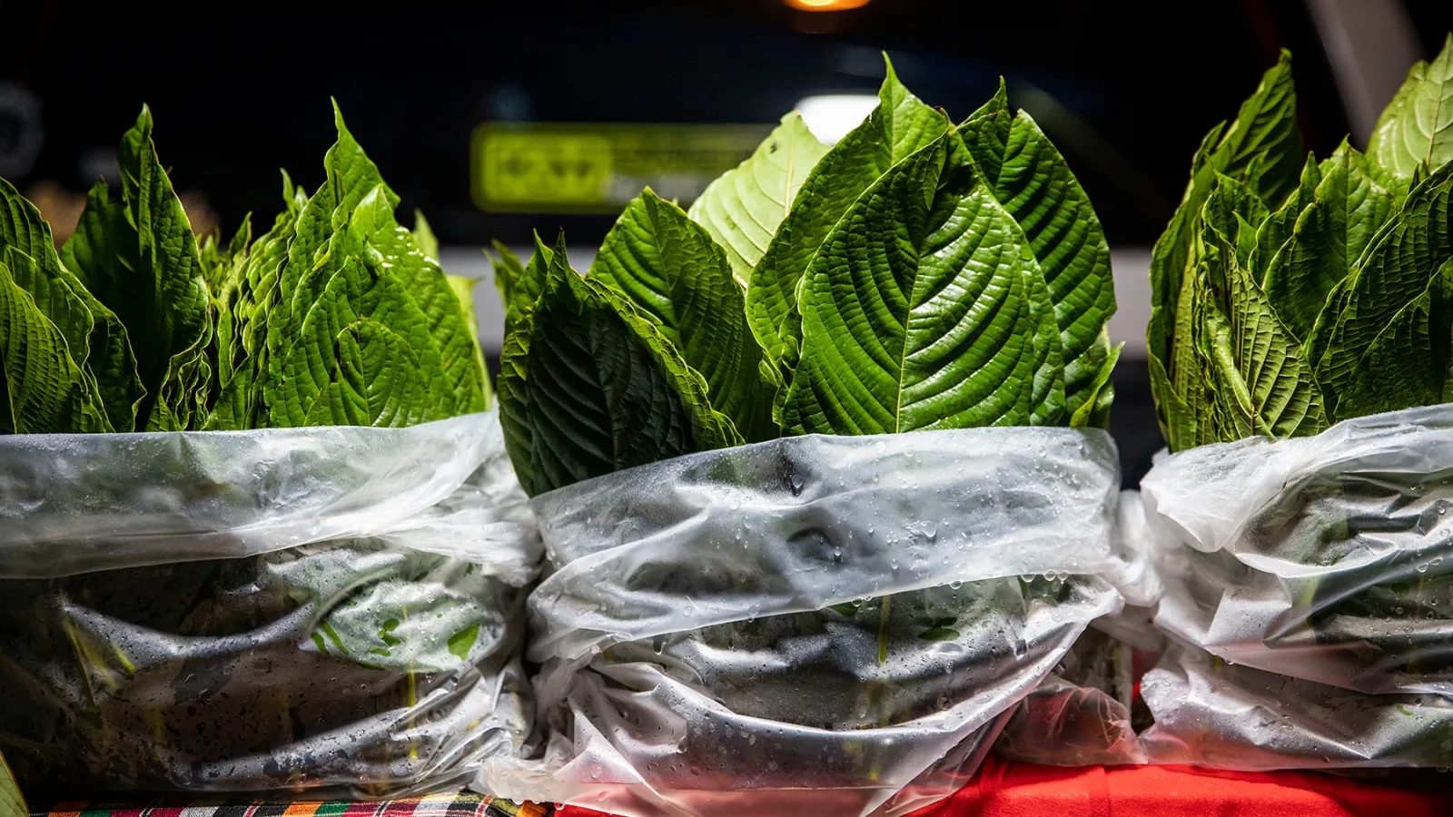 Why Is the DEA Targeting Kratom, an Opioid Replacement Drug?