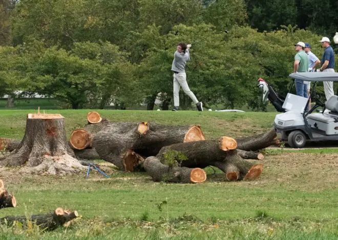 Judge Tears Into Trump Admin. for Cutting Down D.C. Trees: ‘Beyond Upset and Furious’